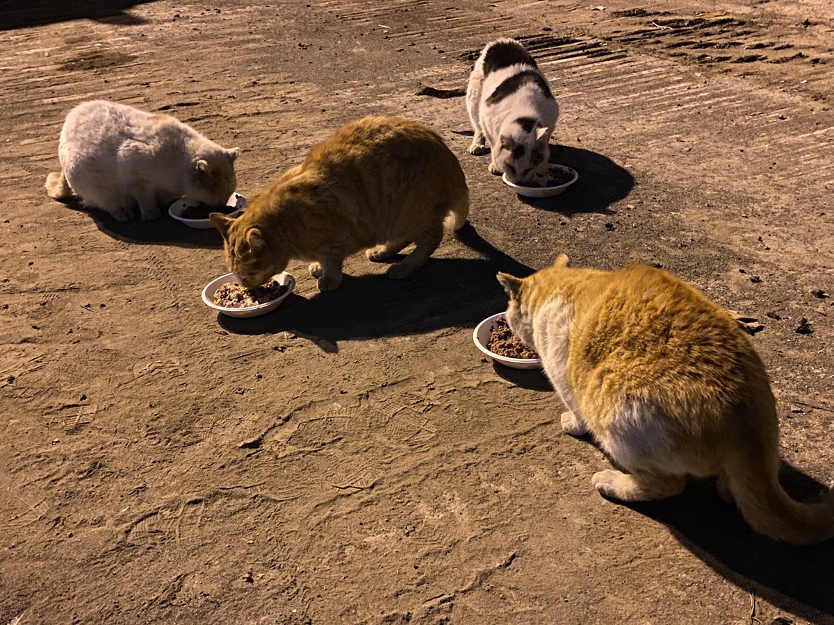 hara.bst tweet media