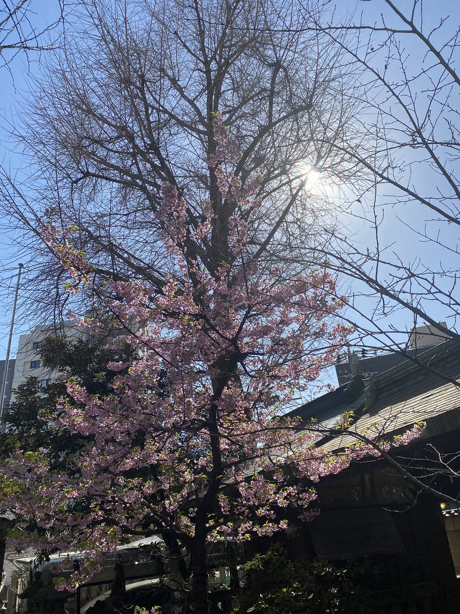 春の日のまぶしさを知りさえぎればてのひら透けて葉脈となる
『 葉 』 有利 #うたの日 #tanka utanohi.everyday.jp/open.php?no=39…

2025/3/6 うたの日、投稿歌(推敲)

#短歌 #プレイバックうたの日