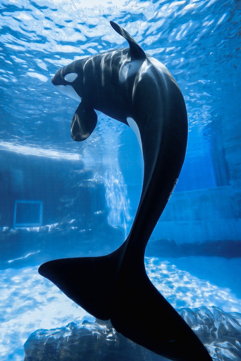 N_utakata_photo's tweet photo. どの角度から見ても魅力的だなと思う

#名古屋港水族館 https://t.co/pYgkk9MsJu