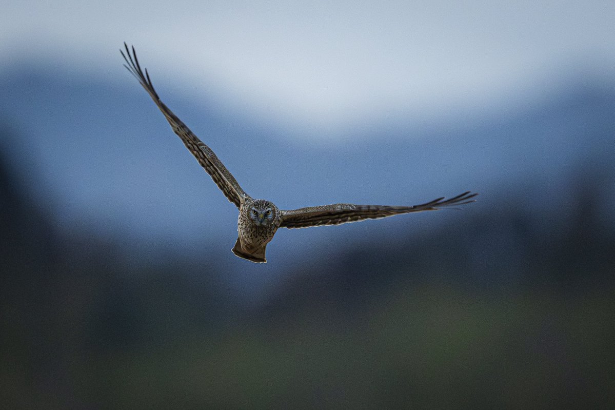 まいる tweet media