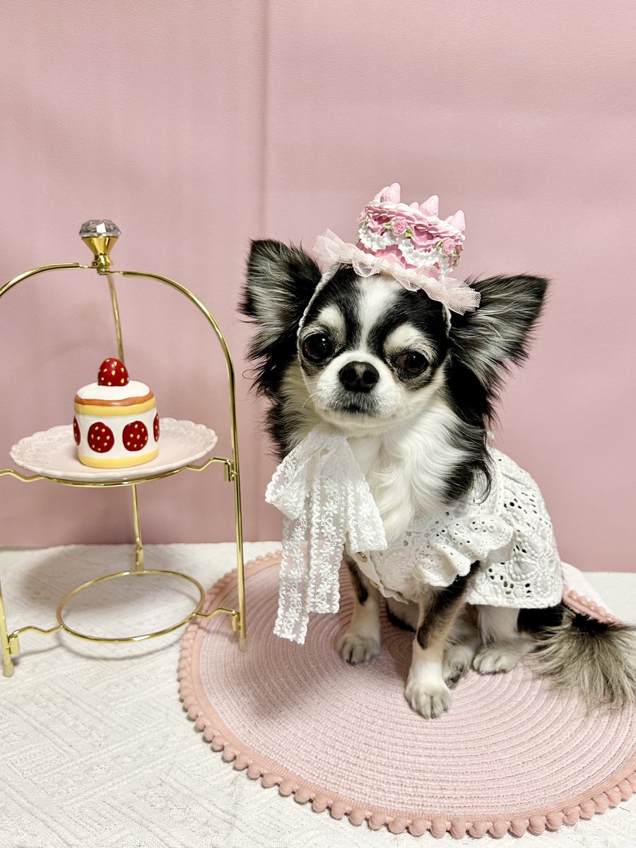 can_dailys's tweet photo. 可愛くてお気に入りの写真🎂💕

@anicom_inc 
#アニコム
#インターペット2026に行きたい https://t.co/sCovWHsadm
