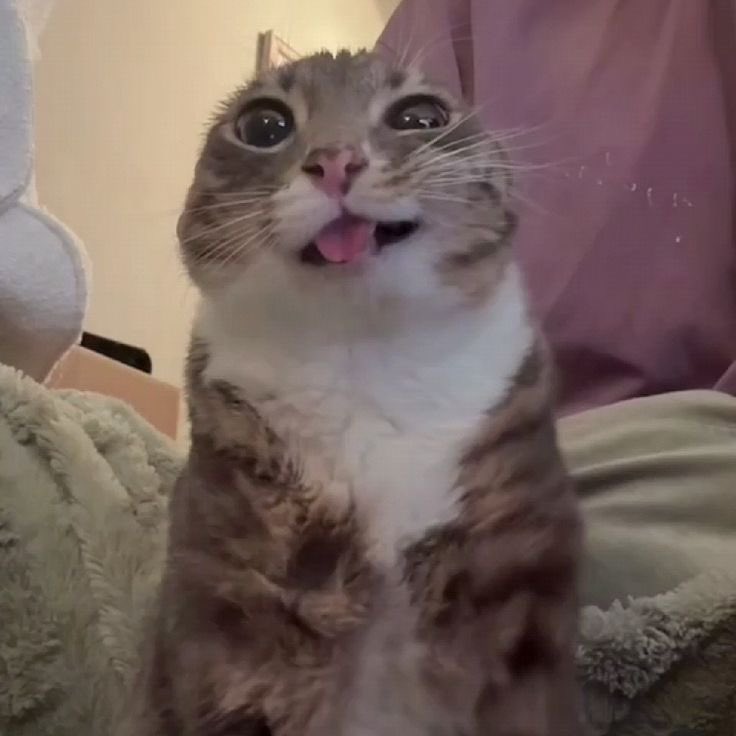 sori klw twit asbuningitis gw lewat tl kalian, feel free to bub/block yh