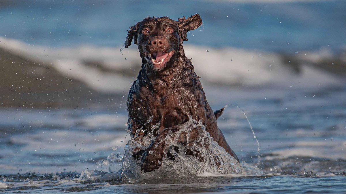 Isle Of Man Prison Dog Section tweet media