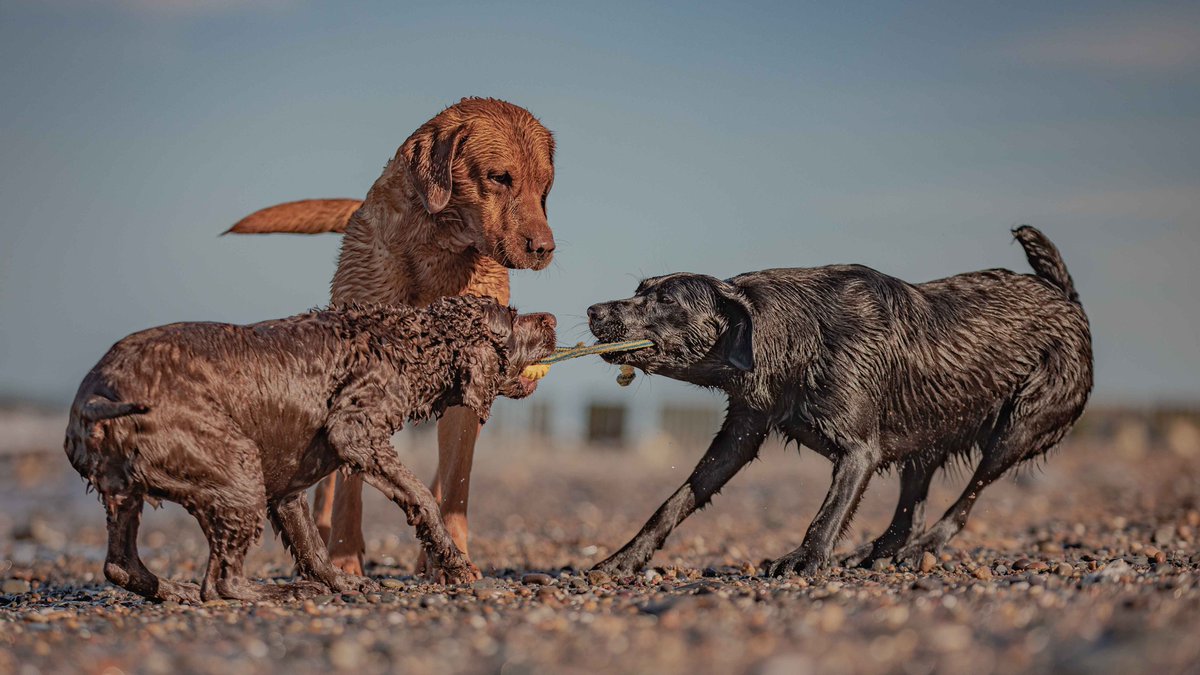 Isle Of Man Prison Dog Section tweet media