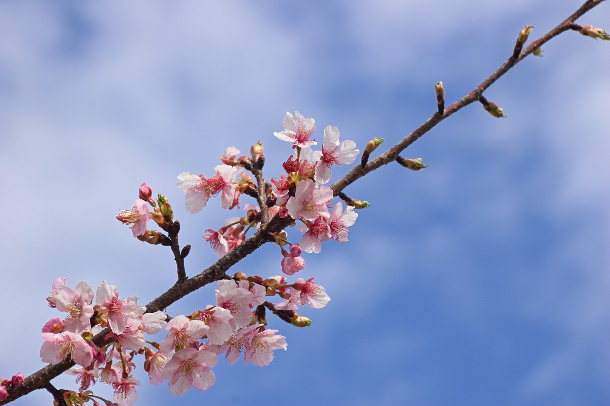 お散歩中に見つけた、満開の八重桜。