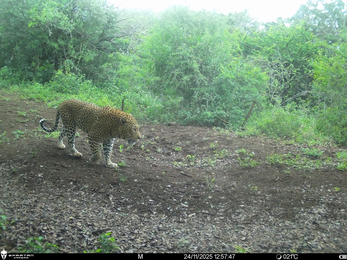 WildlifeACT tweet media