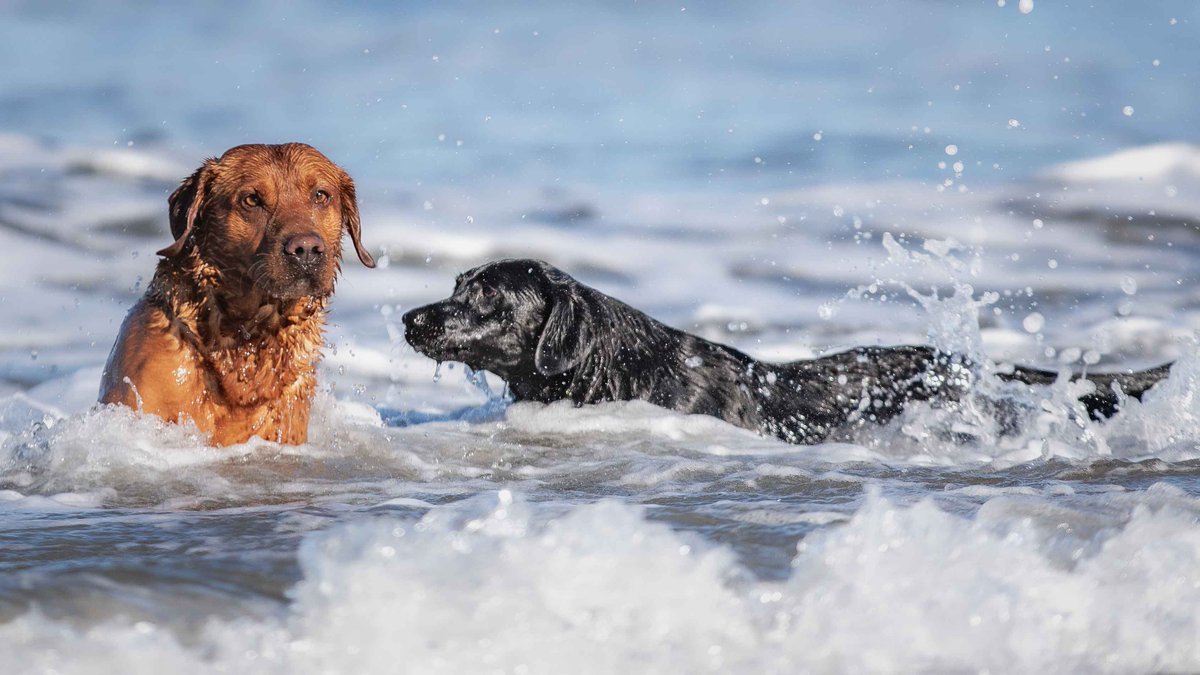 Isle Of Man Prison Dog Section tweet media