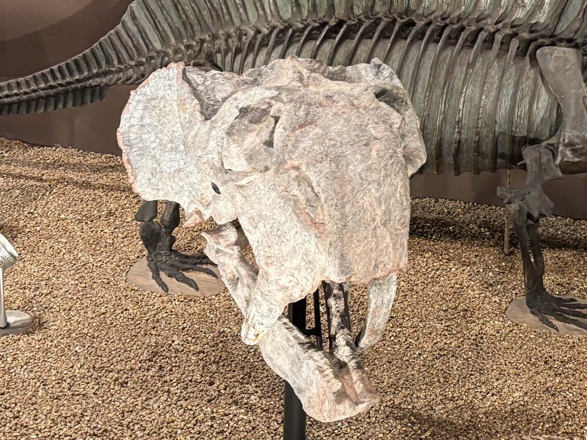 リストロサウルス(Lystrosaurus georgi)と カンネメイエリア頭骨