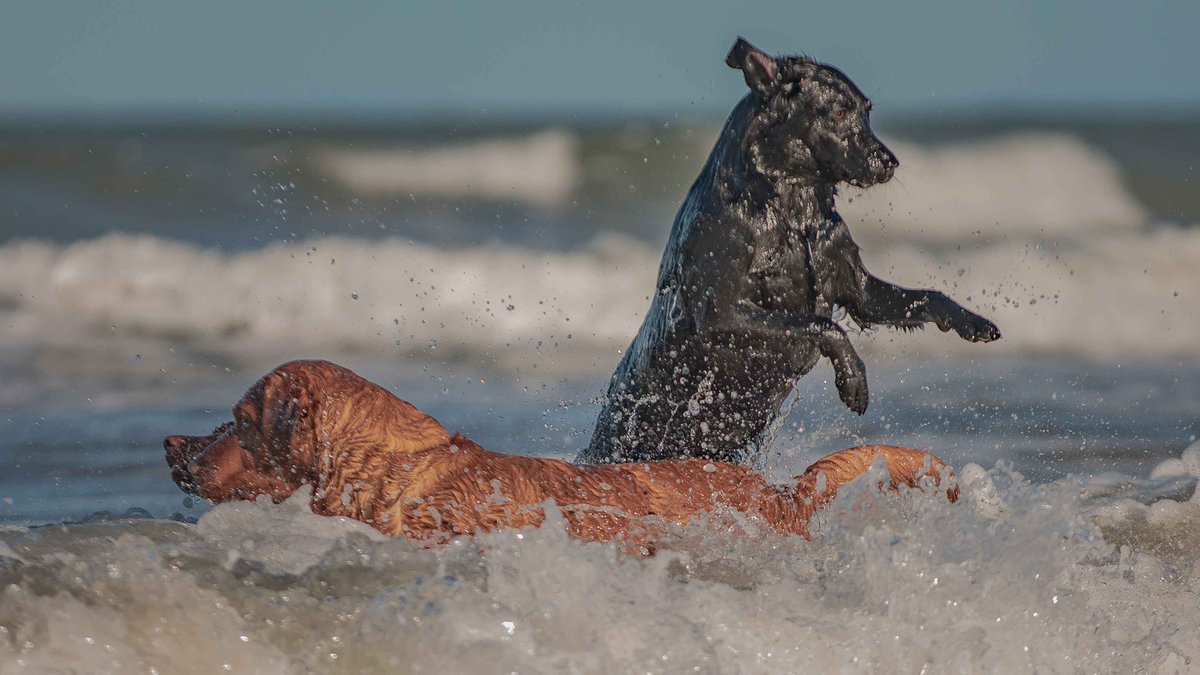 Isle Of Man Prison Dog Section tweet media