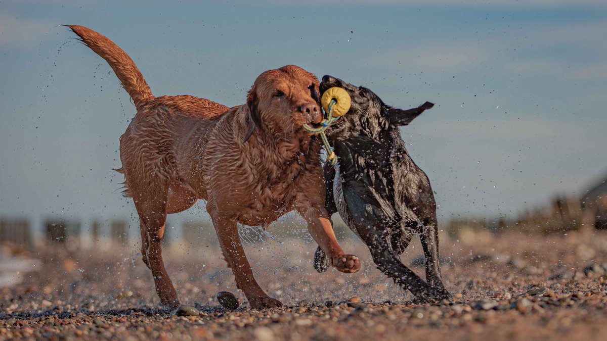 Isle Of Man Prison Dog Section tweet media