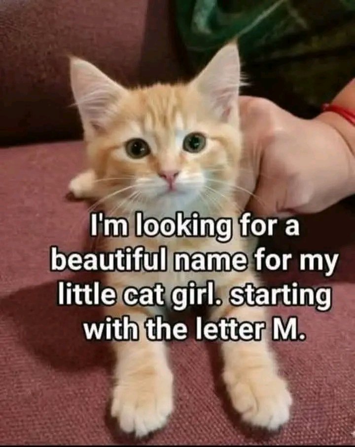 The pets only 🐾 tweet media