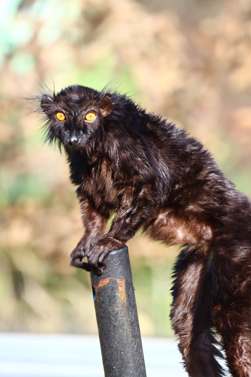 平日行ったから展示場通るたびに誰や誰やと見に寄ってきて適度にアピールをしてお帰りになるキツネザルでした
#クロキツネザル
#日本モンキーセンター