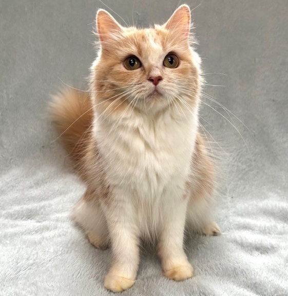 しあわせにゃんこ (@shiawasenyan_22) / Posts / X