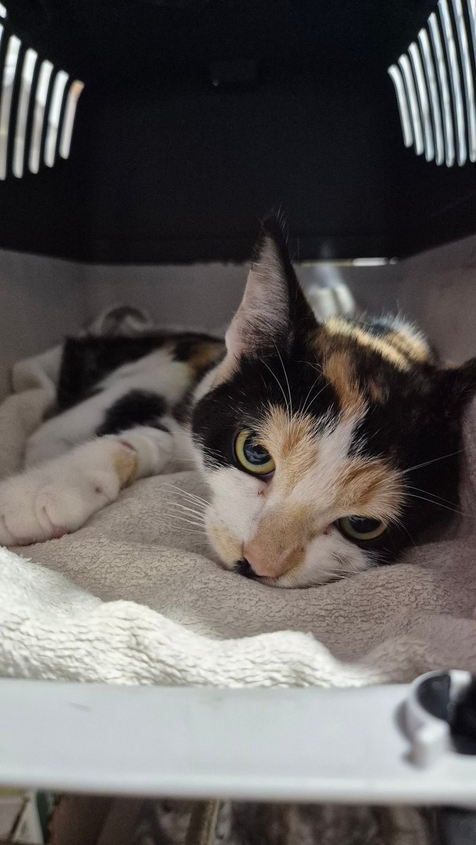 Les comparto los gastos veterinarios de esta semana, con tantas castraciones y vacunas se fueron un poco arriba, además, con las zaris y Diana se va algo de $$$ en pollito y huesos. Quien quiera dar una patita, bienvenido sea! Único alias: carlotta.piri (a mi nombre) GRACIAS