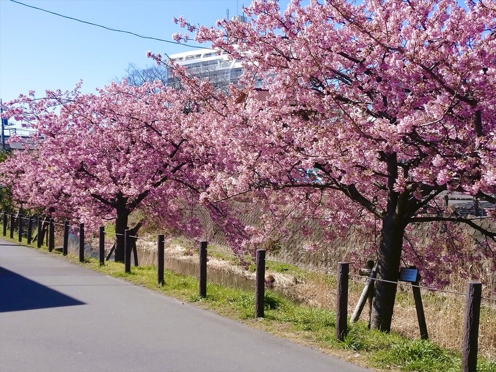 travelroad5's tweet photo. 【千葉県のお花見スポットまとめ】

・1枚目：成田山公園(成田市)
・2枚目：さくら広場(習志野市)
・3枚目：松戸宿坂川(松戸市)
・4枚目：ふなばしアンデルセン公園(船橋市)
・亥鼻公園(千葉市中央区)
・千葉公園(千葉市中央区)
・青葉の森公園(千葉市中央区)
・千葉ポートパーク(千葉市中央区)
・泉自然公園(千葉市若葉区)
・千葉市動物公園(千葉市若葉区)
・坂尾山 榮福寺(千葉市若葉区)
・千葉市昭和の森(千葉市緑区)
・花見川千本桜緑地(千葉市花見川区)
・里見公園(市川市)
・真間川沿い(市川市)
・文学の道(市川市)
・真間山弘法寺(市川市)
・中山法華経寺(市川市)
・海老川ジョギングロード(船橋市)
・御滝公園(船橋市)
・北習志野近隣公園(船橋市)
・新川千本桜(八千代市)
・常盤平さくら通り(松戸市)
・戸定邸(松戸市)
・本上寺(松戸市)
・六高台さくら通り(松戸市)
・あけぼの山公園(柏市)
・運河水辺公園(流山市)
・西志津スポーツ等多目的広場(佐倉市)
・佐倉城址公園(佐倉市)
・佐倉ふるさと広場(佐倉市)
・成田市さくらの山(成田市)
・成田ゆめ牧場(成田市)
・宗吾霊堂(成田市)
・吉高の大桜(印西市)
・小林牧場(印西市)
・県立印旛沼公園(印西市)
・太田山公園(木更津市)
・八鶴湖畔(東金市)
・森と湖のリゾート ロマンの森共和国(君津市)
・官軍塚(勝浦市)
・養老川五井大橋(市原市)
・千葉こどもの国KidsDom(市原市)
・抱湖園(南房総市)
・南房総市千倉総合運動公園(南房総市)
・大房岬自然公園(南房総市)
・清水公園(野田市)
・櫻木神社(野田市)
・茂原公園(茂原市)
・海上八幡宮(銚子市)
・桜川(銚子市)
・陣屋町公園(銚子市)
・萬歳自然公園(旭市)
・大原幽学遺跡史跡公園(旭市)
・袋公園(旭市)
・城山公園(館山市)
・安房神社(館山市)
・小見川城山公園(香取市)
・香取神宮(香取市)
・十間川・両総用水(香取市)
・市制記念公園(鎌ヶ谷市)
・内浦山県民の森(鴨川市)
・袖ケ浦公園(袖ケ浦市)
・福星寺(四街道市)
・長光寺(山武市) 
・さんぶの森公園(山武市) 
・黄門桜(匝瑳市)
・天神山公園(匝瑳市)
・小中池公園(大網白里市)
・佐久間ダム公園(安房郡鋸南町)
・保田川の頼朝桜(安房郡鋸南町)
・白子温泉(長生郡白子町) 
・笠森観音(長生郡長南町)
・千葉県立房総のむら(印旛郡栄町)