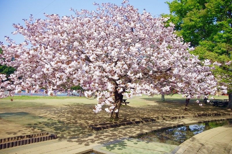 【千葉県のお花見スポットまとめ】

・1枚目：成田山公園(成田市)
・2枚目：さくら広場(習志野市)
・3枚目：松戸宿坂川(松戸市)
・4枚目：ふなばしアンデルセン公園(船橋市)
・亥鼻公園(千葉市中央区)
・千葉公園(千葉市中央区)
・青葉の森公園(千葉市中央区)
・千葉ポートパーク(千葉市中央区)