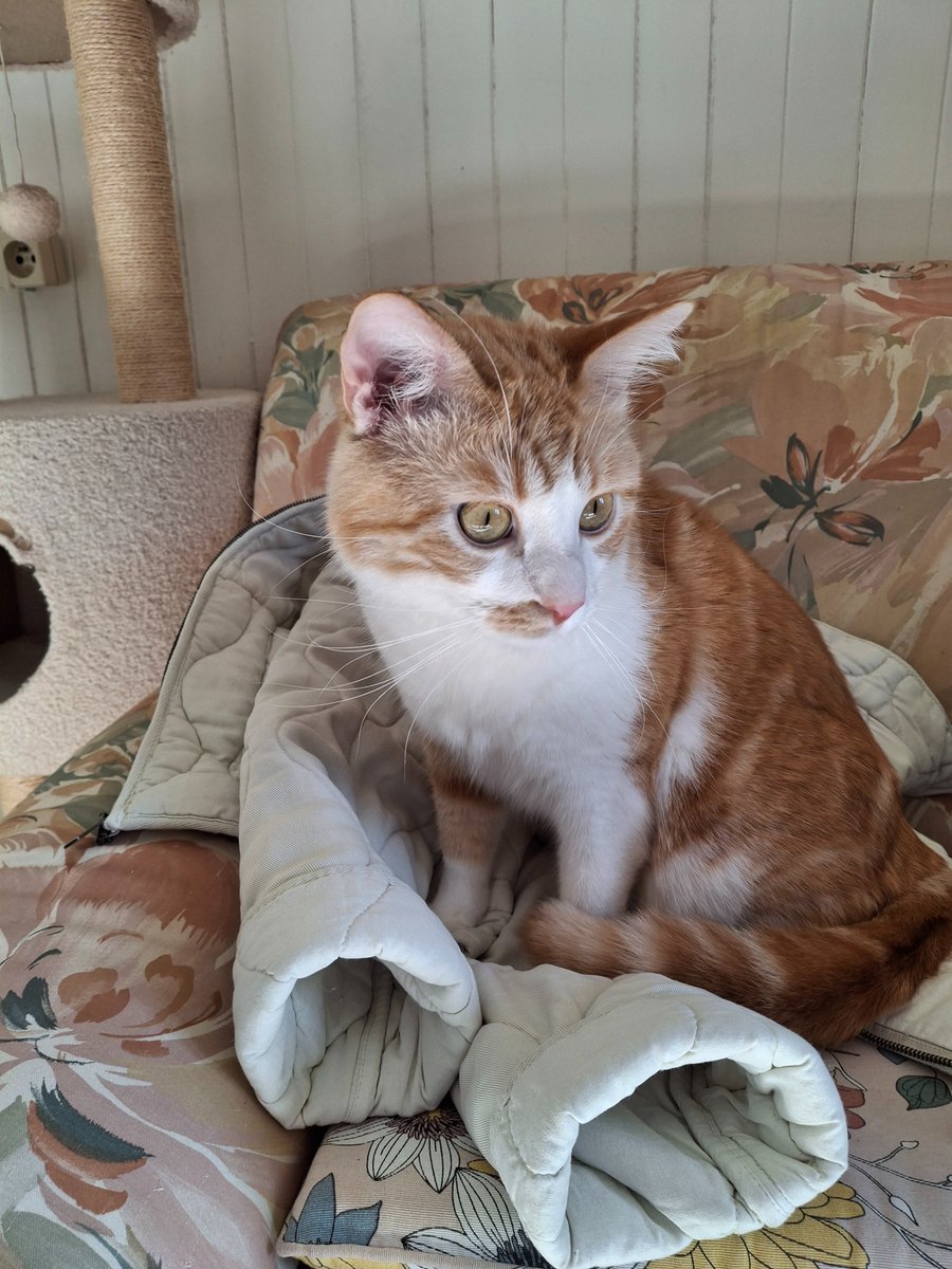 Les chamidoux, cette nuit très tard, la numaine de ma mamanchat où je suis né a mis un message qu'elle etait prête a me reprendre. On attendait l'appel de ce midi. Oui, sa grande potithumaine me veut, moi Yéti ! Mille merci a vous tous pour votre aide et votre gentillesse. ❤️❤️❤️