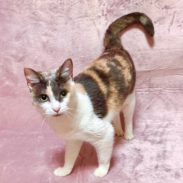 しあわせにゃんこ (@shiawasenyan_22) / Posts / X