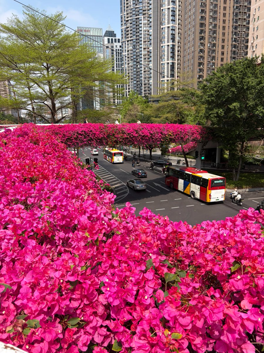 广东.陈姨姨 tweet media