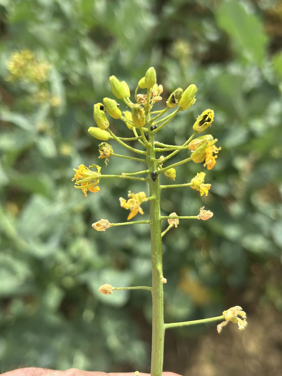 Emmanuel BONNIN tweet media