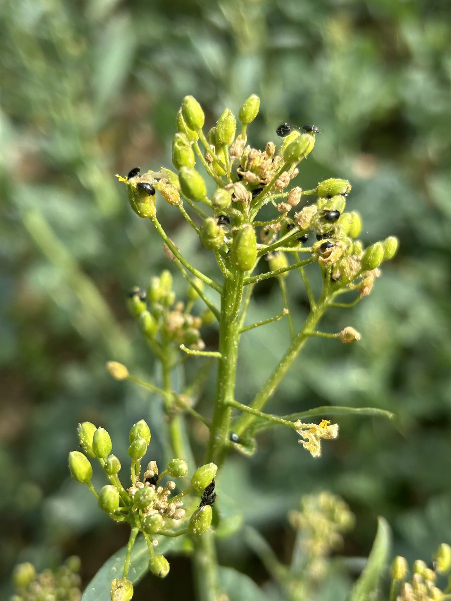 Emmanuel BONNIN tweet media