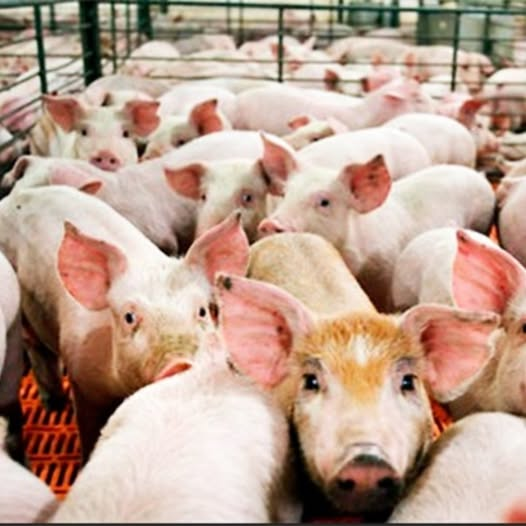 InfoCarneColon's tweet photo. Sector porcino: 2026 comienza con más producción, más exportaciones y menos importaciones 🐖📈
El sector porcino argentino arrancó el año consolidando su crecimiento y el posicionamiento de la carne de cerdo nacional en el mercado #Porcinos #CarneDeCerdo #Producción #cerdos https://t.co/m3r2b6BlZb
