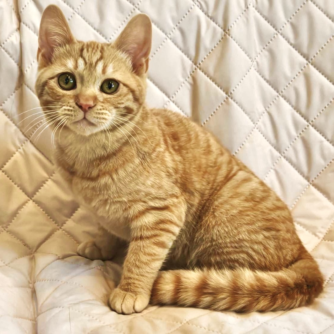 しあわせにゃんこ譲渡会inまいの間3月8日参加予定です♪ 里親募集中