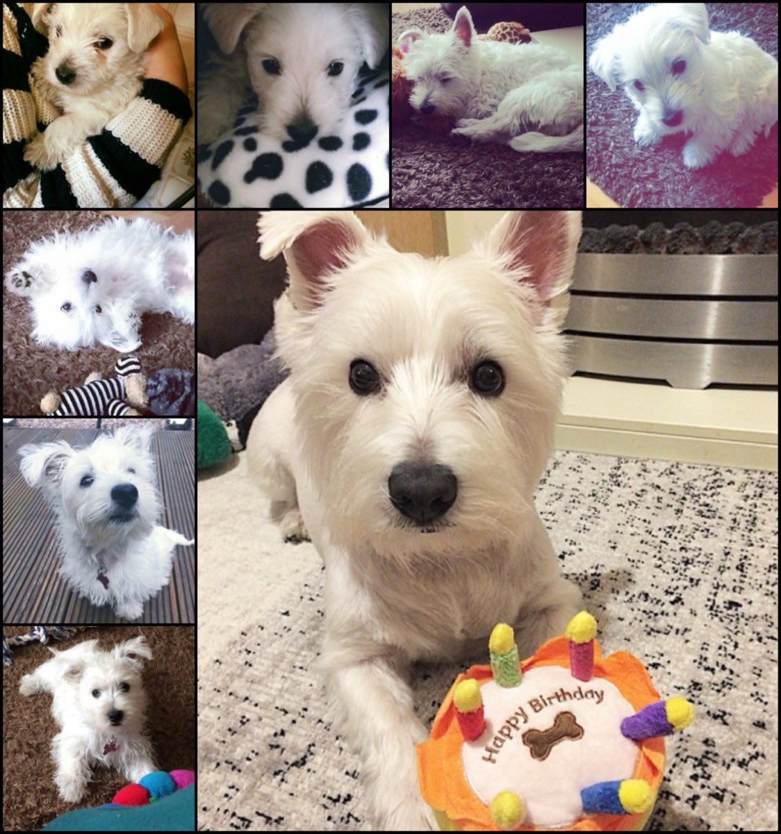 Beckyy_Thomas's tweet photo. Happy 10th Birthday Miss Lilly 🐶 ♥️ https://t.co/mbj7G9GcM4