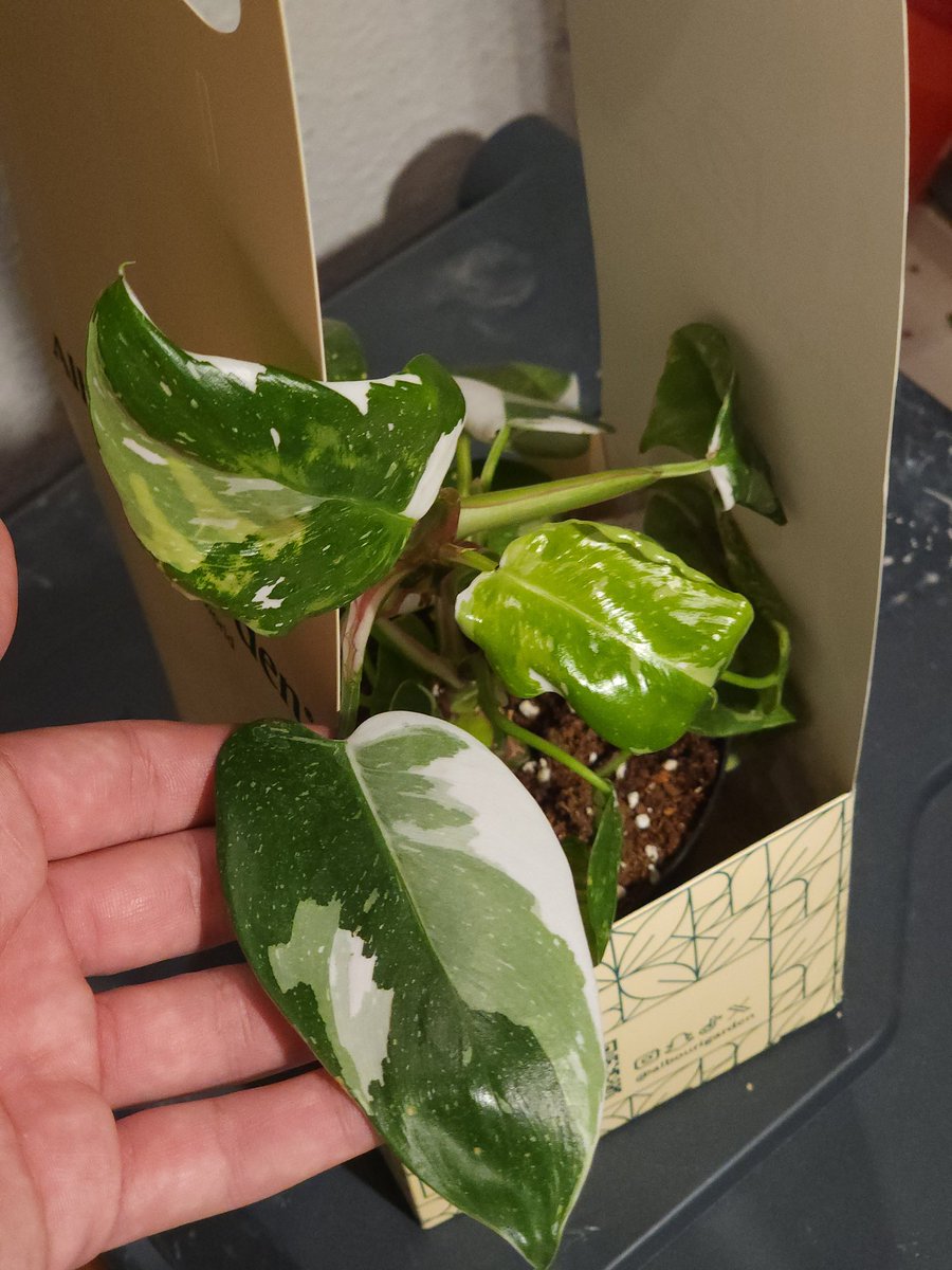 براعم جديدة
قبل 3 اشهر تقريبا شريت لاختي نبتة نادرة وجميلة اسمها : الفلوريديدوم 
من النباتات اللي تلفت النظر مباشرة
فيها "طفرة جينية" تخلي أوراقها تطلع بنقوش وألوان غير متوقعة، كأن كل ورقة لوحة مختلفة
عشان كذا يعتبرونها الهواة قطعة فنية طبيعية جمال نادر خلقه الله بميزان دقيق🌿