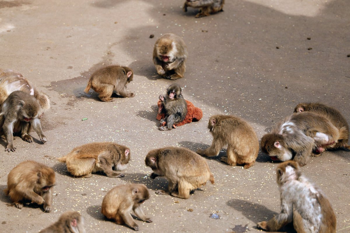 今日のパンチくんも最高に可愛いです✨
1ヶ月程前のパンチくん

市川市動植物園のサル山のボスは『あきらくん』私は見つけられなか…

#がんばれパンチ #子ザルのパンチくん #panchi #パンチくん