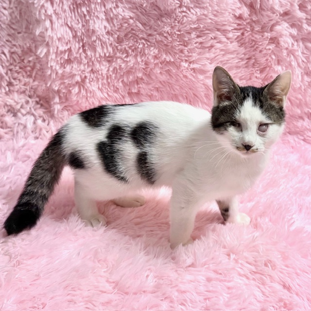 しあわせにゃんこ (@shiawasenyan_22) / Posts / X