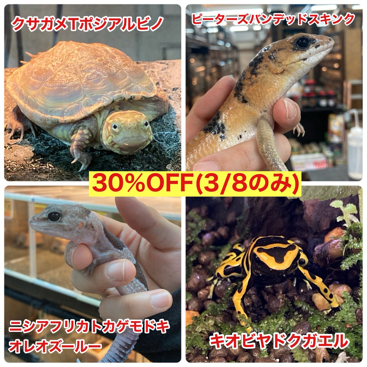 爬虫類ショップアンテナ 【井尻店】 tweet media