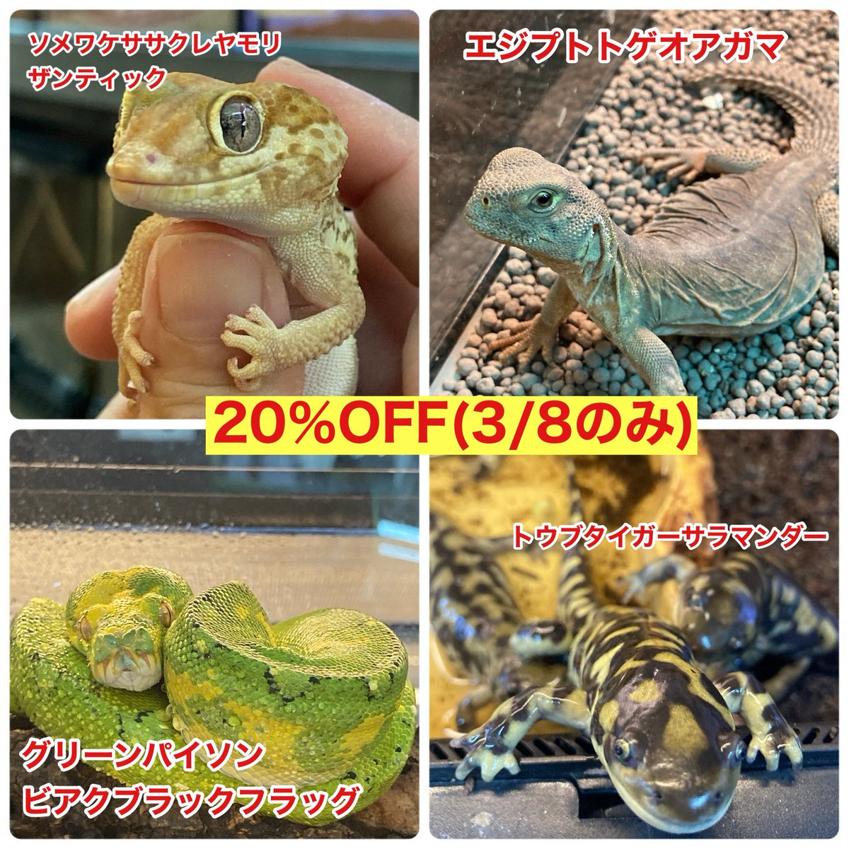 爬虫類ショップアンテナ 【井尻店】 tweet media