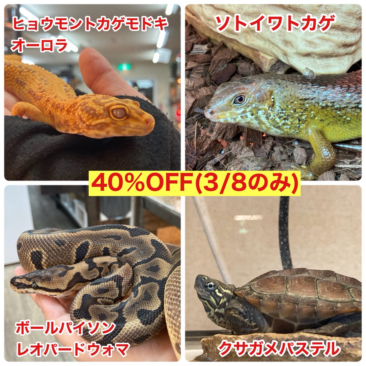 爬虫類ショップアンテナ 【井尻店】 tweet media