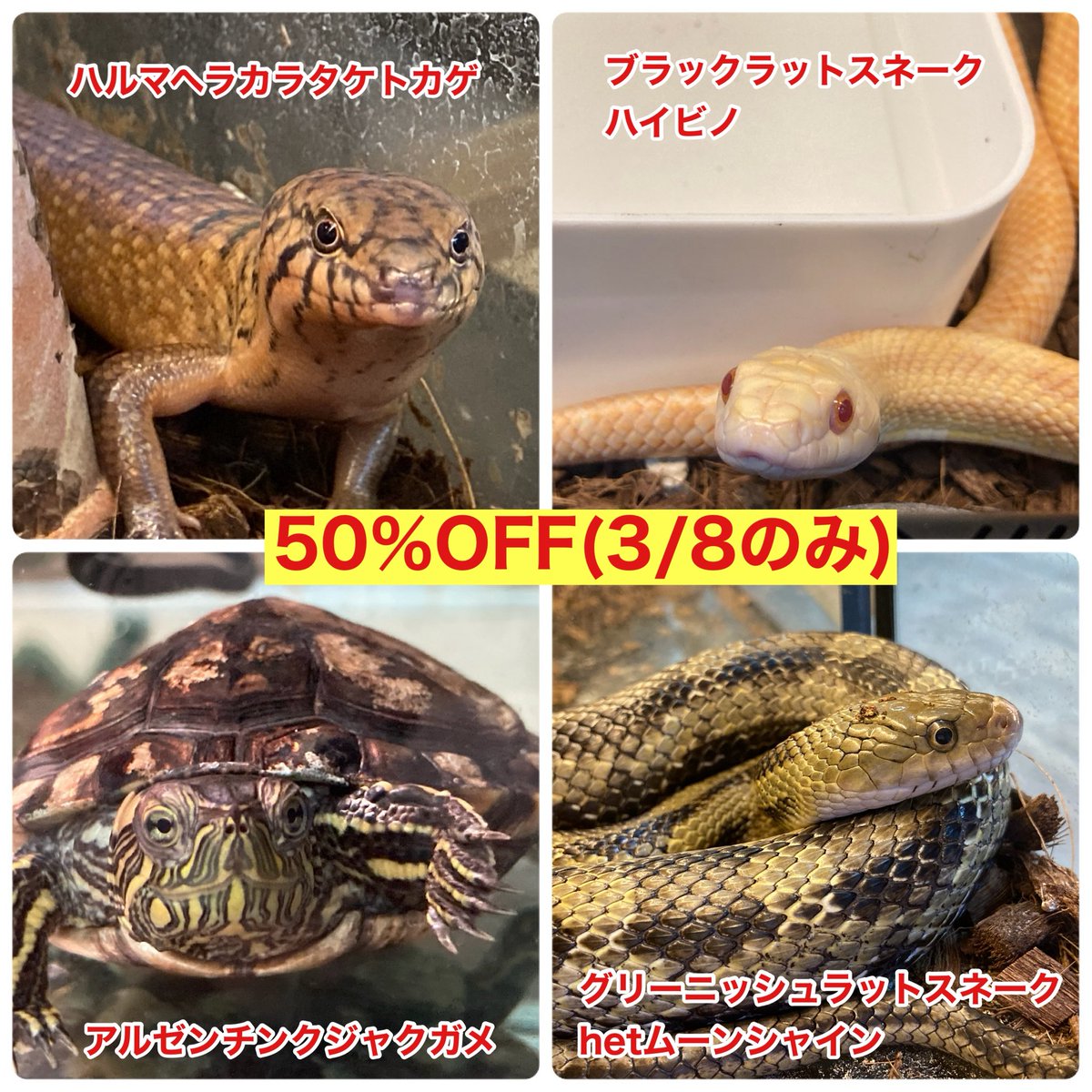 爬虫類ショップアンテナ 【井尻店】 tweet media