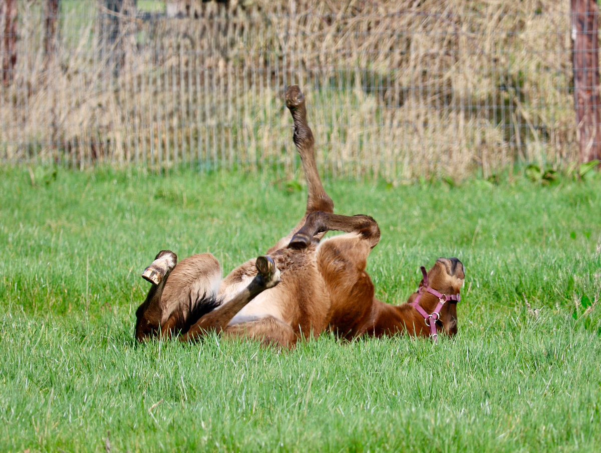 Yeomanstown Stud tweet media