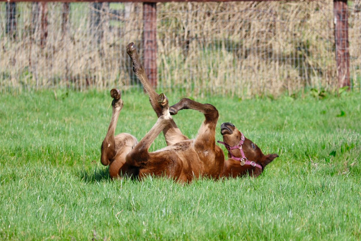 Yeomanstown Stud tweet media