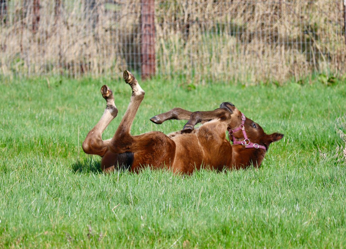 Yeomanstown Stud tweet media