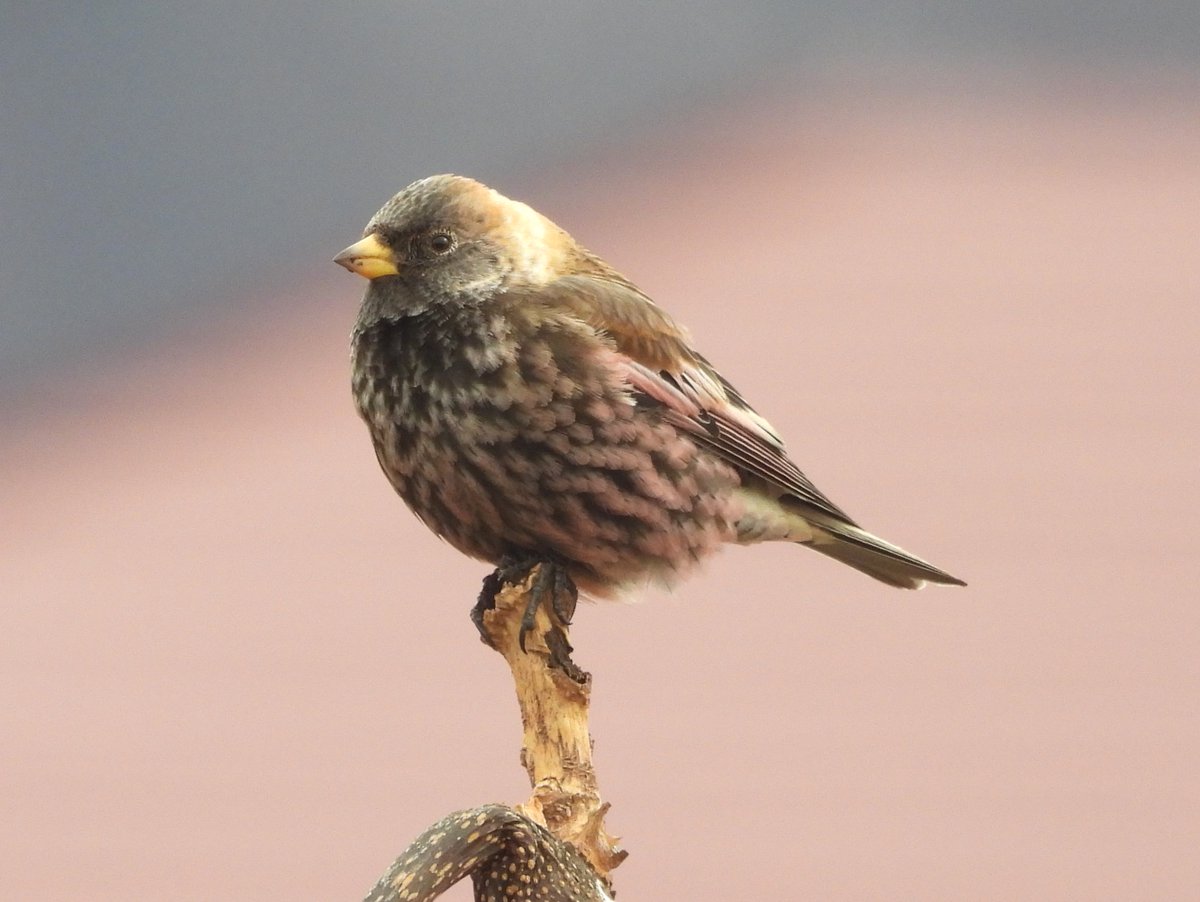 Shaun Robson tweet media