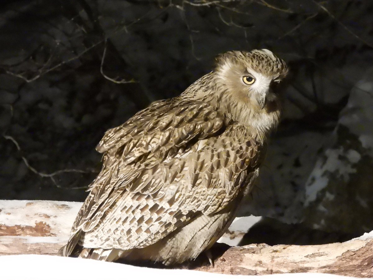 Shaun Robson tweet media