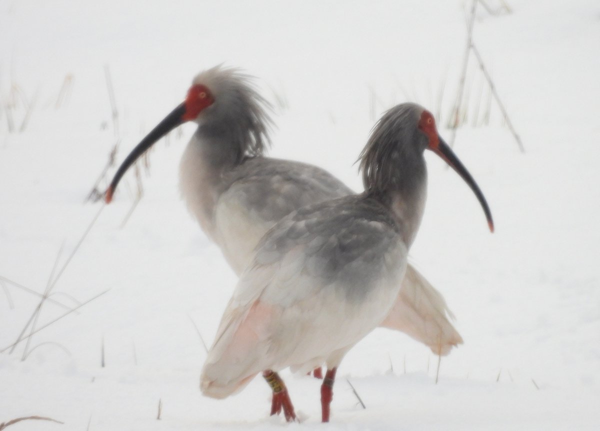 Shaun Robson tweet media