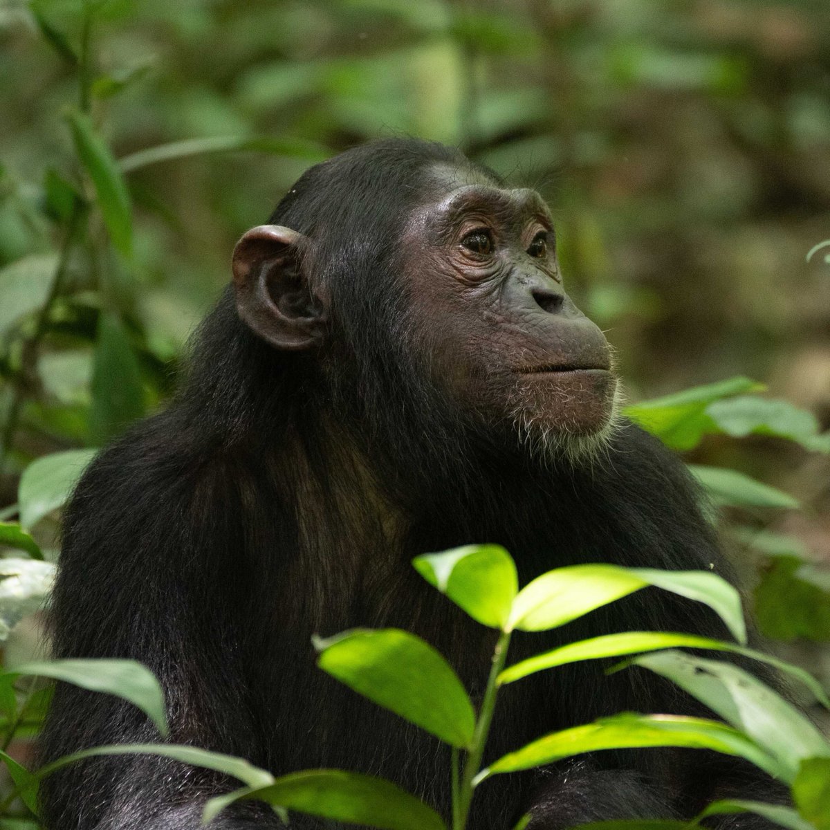 Mist Rwanda Safaris tweet media