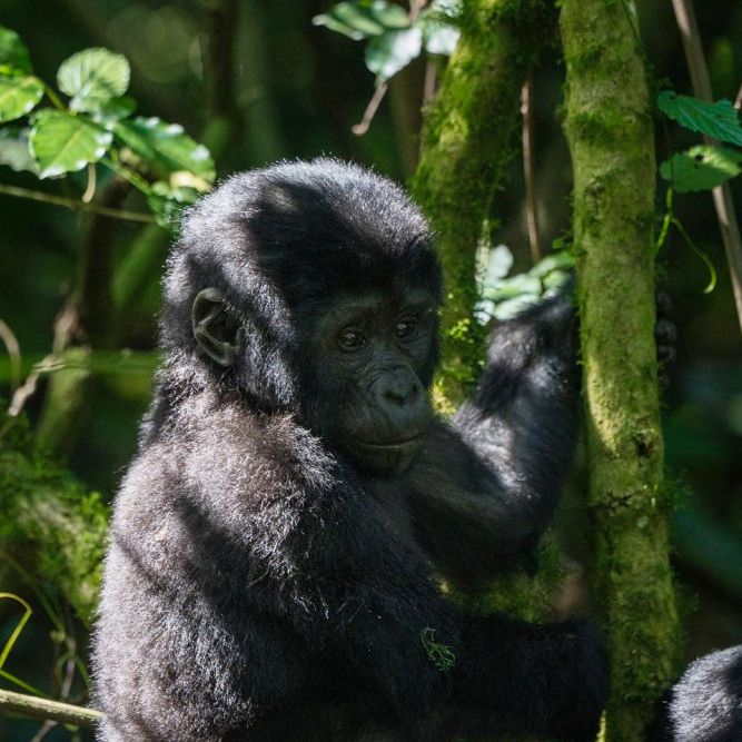 Mist Rwanda Safaris tweet media