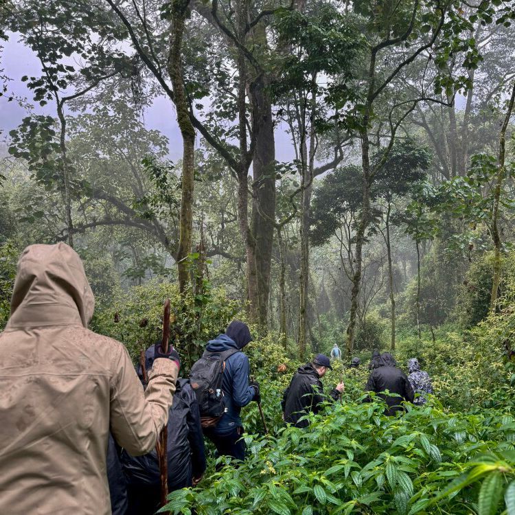 Mist Rwanda Safaris tweet media