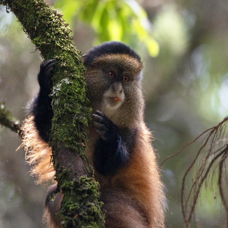 Mist Rwanda Safaris tweet media