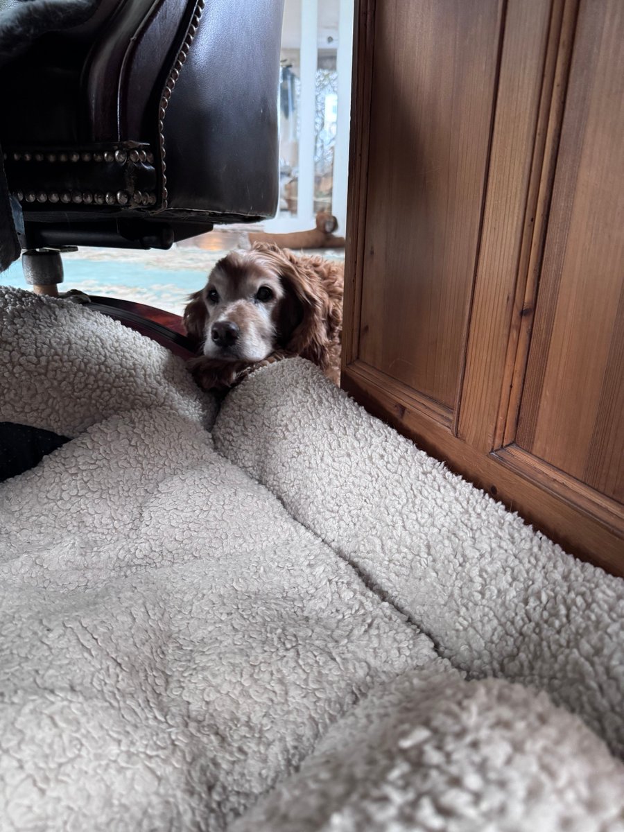 SpanielsSuper's tweet image. Muuuuuuuuum #Stuck #Help