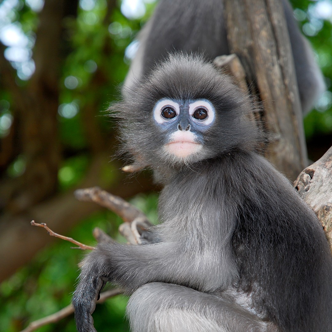 Stafford BC tweet media