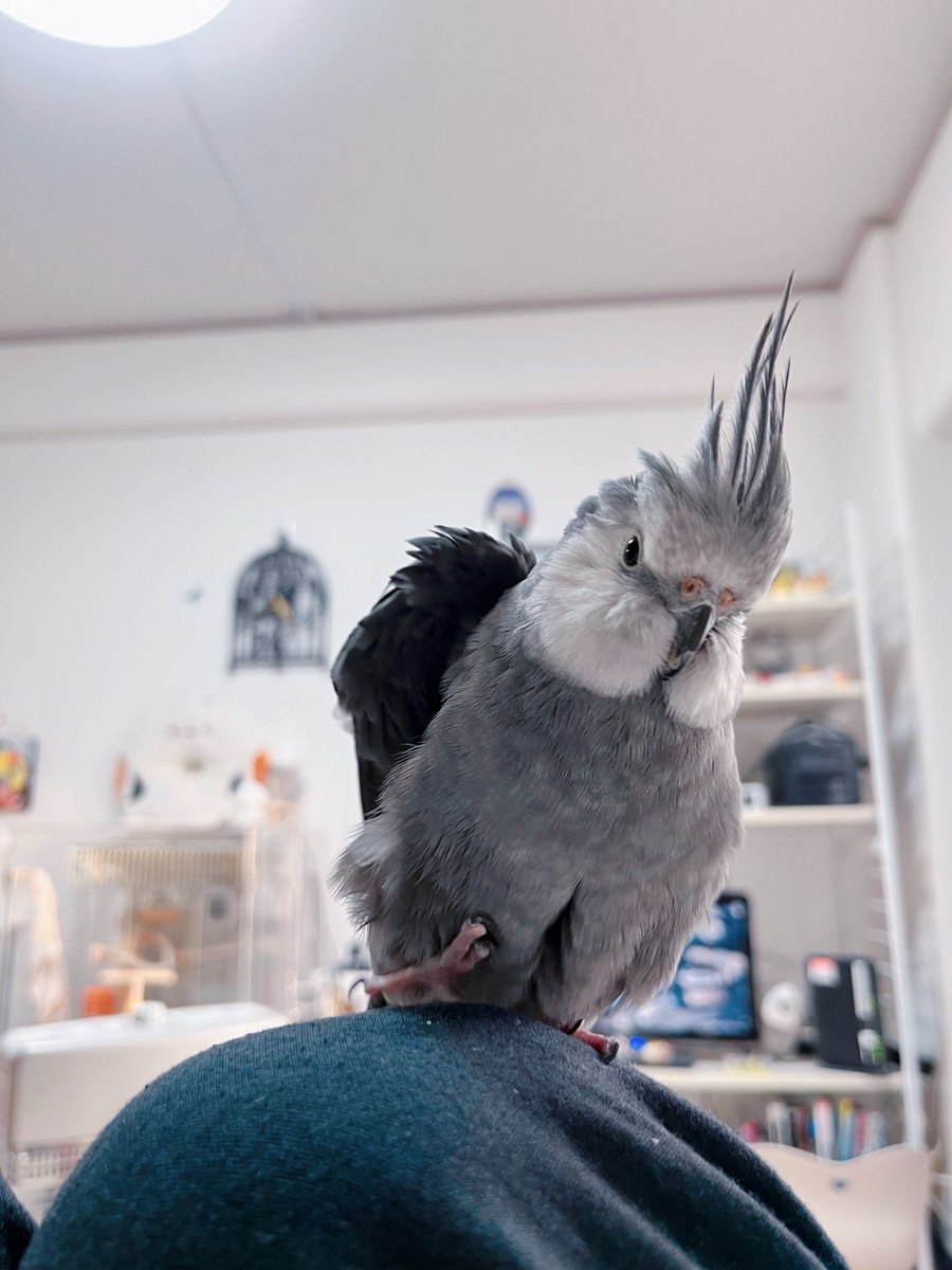 羽根を少しわきっっっとあげて〜
楽しそうに片足をヒョイっとあげて〜
お腹の割れ目も公開中〜‹‹\(´ω` )/››‹‹\( ´)/›› ‹‹\( ´ω`)/››

くっっっっそ可愛い。叫ぶの我慢した私偉い。毎日毎日愛しいなぁ！！！もう！！！