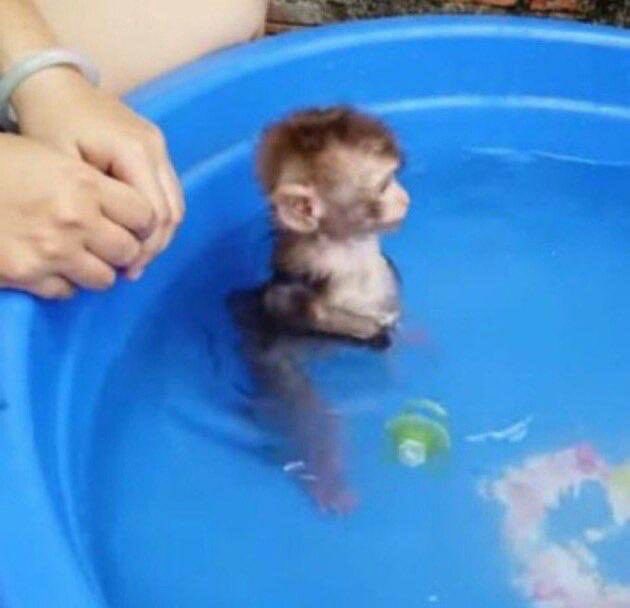 원숭이 아카이브 tweet media