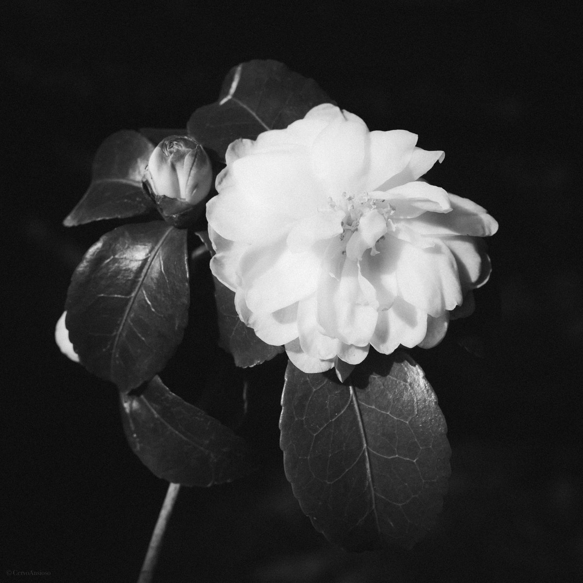 不安鹿 (@cervoansioso) on Twitter photo 